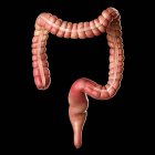 Anatomy of human large intestine — Stock Photo