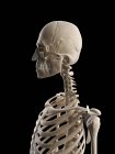Sistema scheletrico superiore del corpo — Foto stock