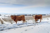 Mucche sul prato nel paesaggio nevoso rurale . — Foto stock