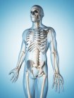 Sistema scheletrico adulto — Foto stock