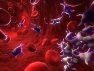 Активовані тромбоцити в кровоносних судинах — стокове фото