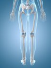 Гомілки кістки анатомії — стокове фото
