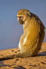 Grivet monkey sitting on rock in sunlight — Stock Photo