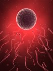 Menschliches Sperma und Eizelle — Stockfoto