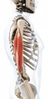 Músculo tríceps en condición relajada - foto de stock
