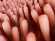 Anatomie de la muqueuse intestinale — Photo de stock