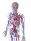 Système vasculaire masculin — Photo de stock