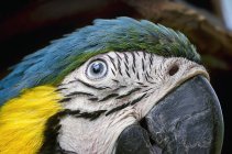 Close-up of macaw head. — Stock Photo