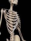 Cage thoracique et squelette du haut du corps — Photo de stock