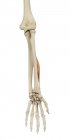 Estrutura óssea do braço inferior e anatomia funcional — Fotografia de Stock