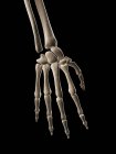 Человеческие кости — стоковое фото