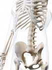 Lumbar spine region — Stock Photo
