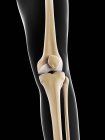 Gamba umana e ossa del ginocchio — Foto stock