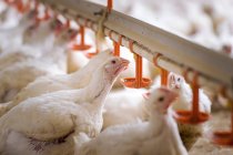 Farm hens feeding from a trough — Stock Photo