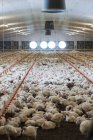 Allevamento di galline da contenitori di plastica — Foto stock