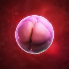 Eight-cell embryo — Stock Photo