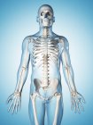 Sistema scheletrico adulto — Foto stock