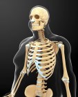 Skeletal system of obese person — Stock Photo