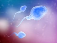 Сперматозоиды человека — стоковое фото