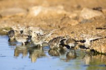 Milho bunting pássaros água potável em Israel — Fotografia de Stock