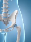 Hip bones structure — Stock Photo