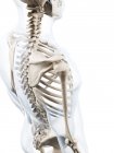 Структура кістки плечового пояса — стокове фото