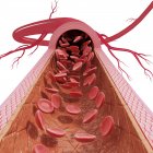 Здоровая анатомия артерии — стоковое фото