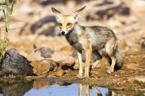 Red fox standing by water in wild. — Stock Photo