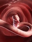 Круглолицый червь в кишечнике — стоковое фото