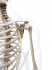 Скелетная система человека — стоковое фото