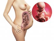 Developing 39 week foetus — Stock Photo