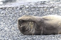 Weddell Seal descansando en la orilla, Antártida . - foto de stock