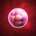 16-клеточный зародыш морулы — стоковое фото