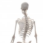 Normal human skeleton — Stock Photo