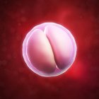 Two-cell embryo — Stock Photo