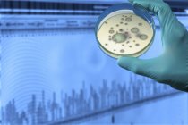 Pessoa mão segurando placa de Petri com cultura biológica . — Fotografia de Stock