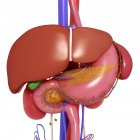 Organes comprenant le système digestif humain — Photo de stock