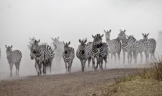 Wanderung von Zebras in der Serengeti, Tansania — Stockfoto