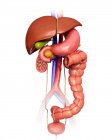 Órgãos internos e sistema digestivo — Fotografia de Stock