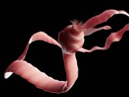 Паразиты ленточных червей в кишечнике — стоковое фото