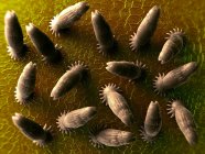 Водные паразиты гиродактиля, компьютерная иллюстрация . — стоковое фото