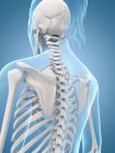 Cervical and thoracic spine regions — Stock Photo