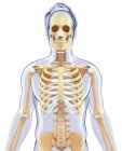 Структурна анатомія дорослої людини — стокове фото