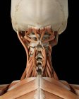Estructura del hueso del cuello y anatomía muscular - foto de stock