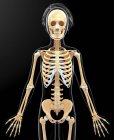 Skelettsystem erwachsener Weibchen — Stockfoto