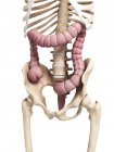 Skeletal system and large intestine — Stock Photo