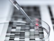 Close-up of petri dish and dropping pipette for genetic research. — Stock Photo