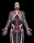 Sistema vascolare e scheletro di un adulto — Foto stock