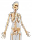 Нормальная скелетная система — стоковое фото