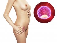 Блискучий етап розвитку ембріона — стокове фото